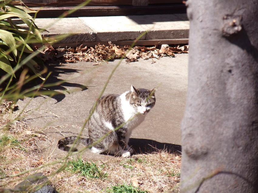 f:id:com:20110310124516j:image