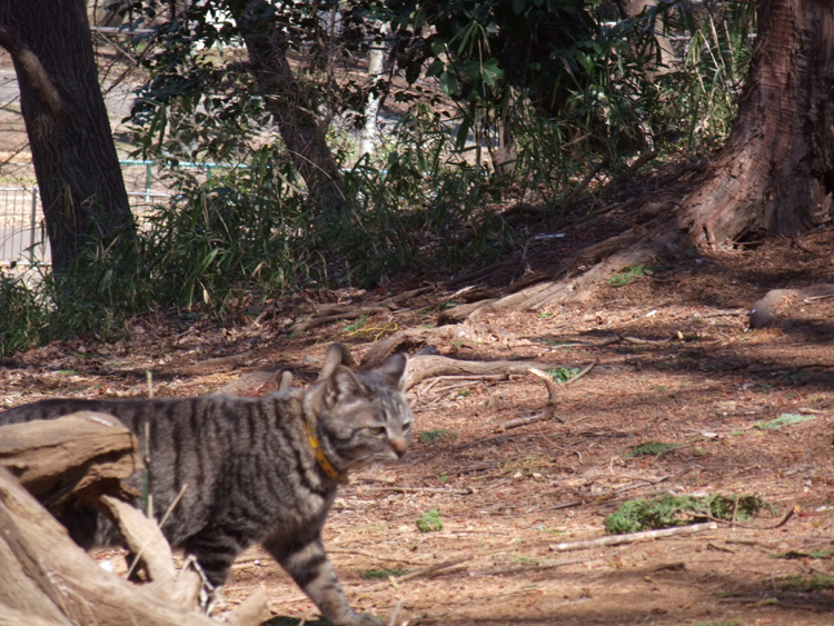 f:id:com:20110328124019j:image