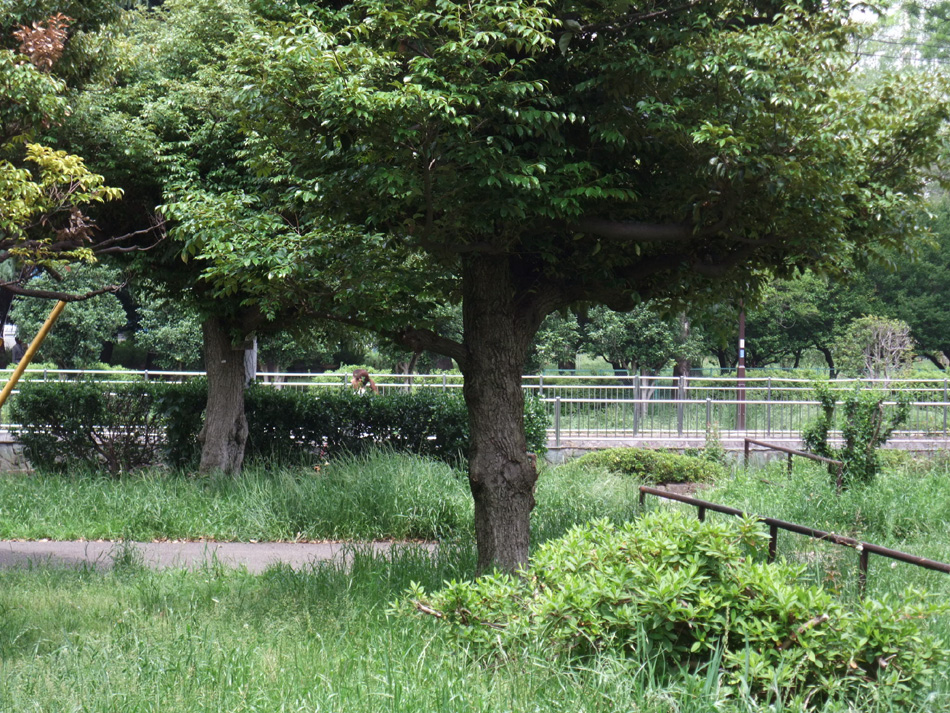 f:id:com:20110603124411j:image