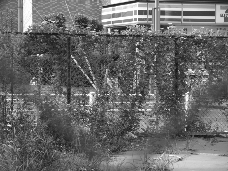 f:id:com:20110723162211j:image