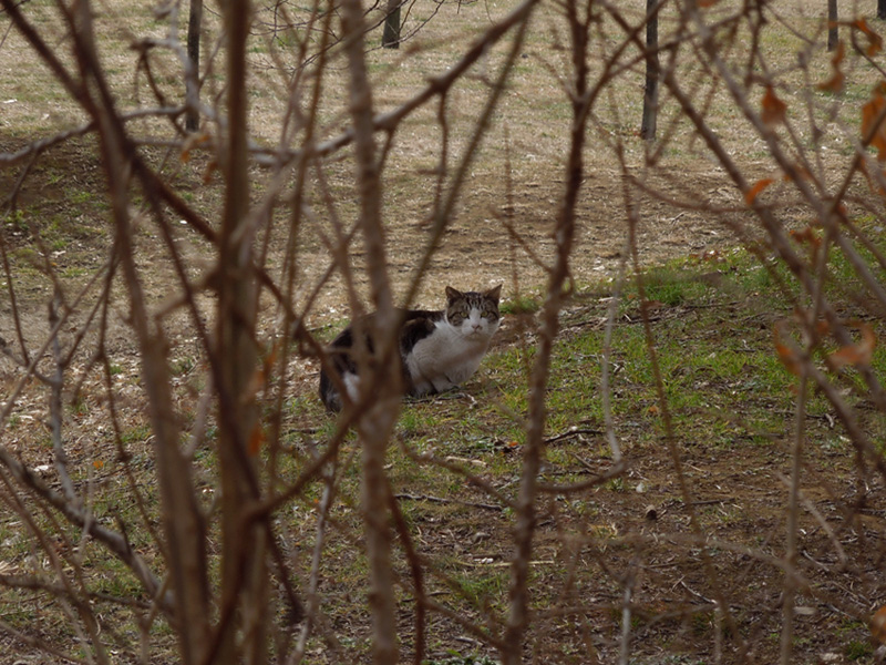 f:id:com:20120119122636j:image