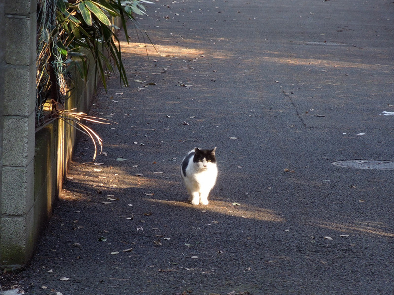 f:id:com:20120126143128j:image