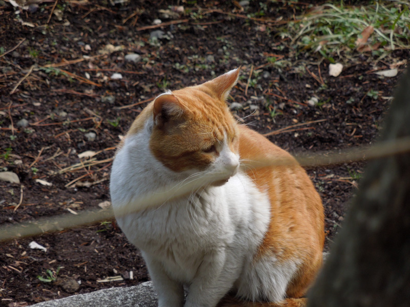 f:id:com:20120127124836j:image