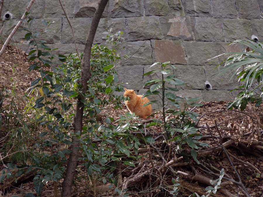f:id:com:20120202125120j:image