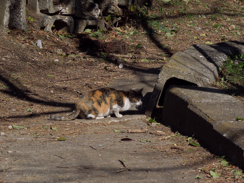 f:id:com:20120203122113j:image