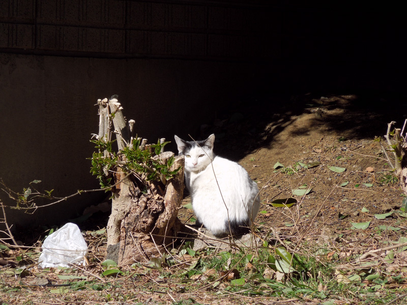 f:id:com:20120203122602j:image