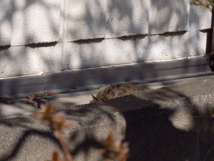 f:id:com:20120203122844j:image