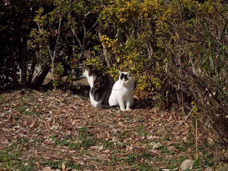 f:id:com:20120210122843j:image