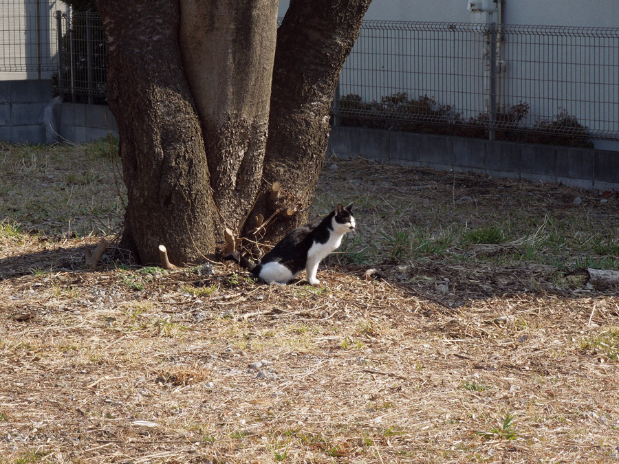 f:id:com:20120224130019j:image