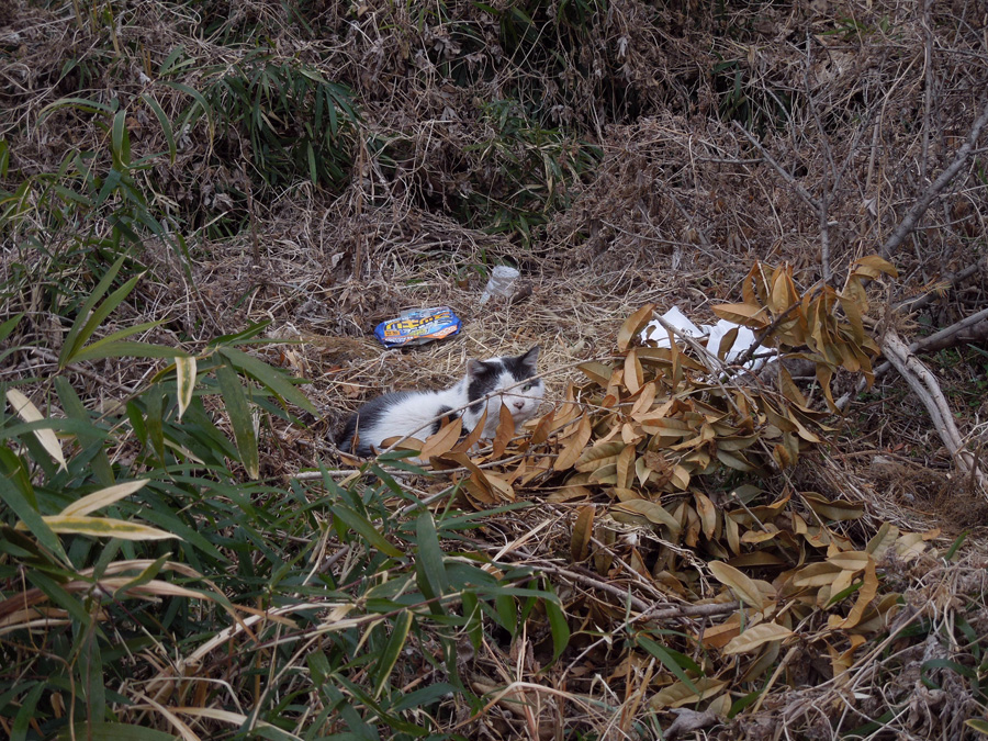 f:id:com:20120225205017j:image