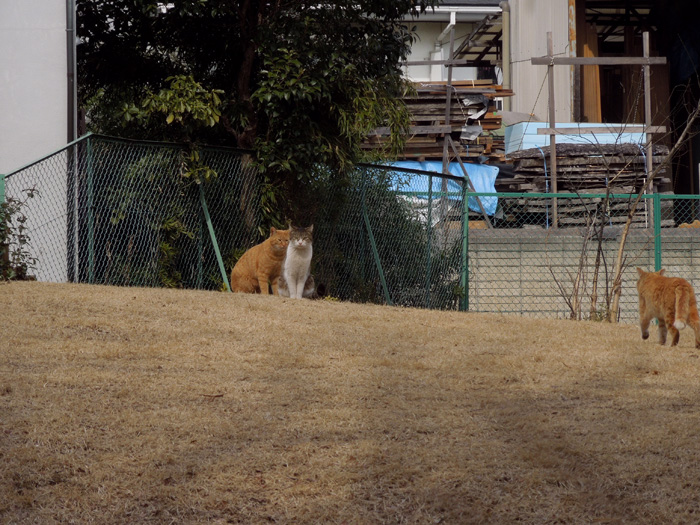 f:id:com:20120228123624j:image