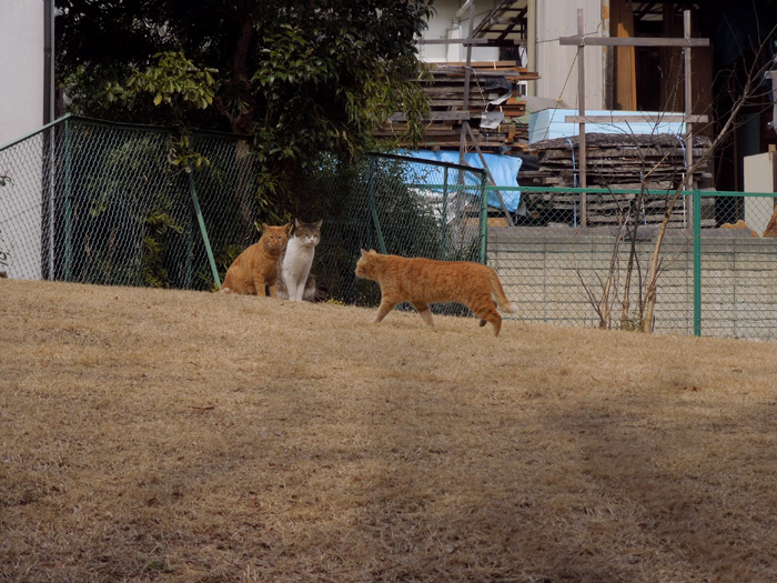 f:id:com:20120228123630j:image