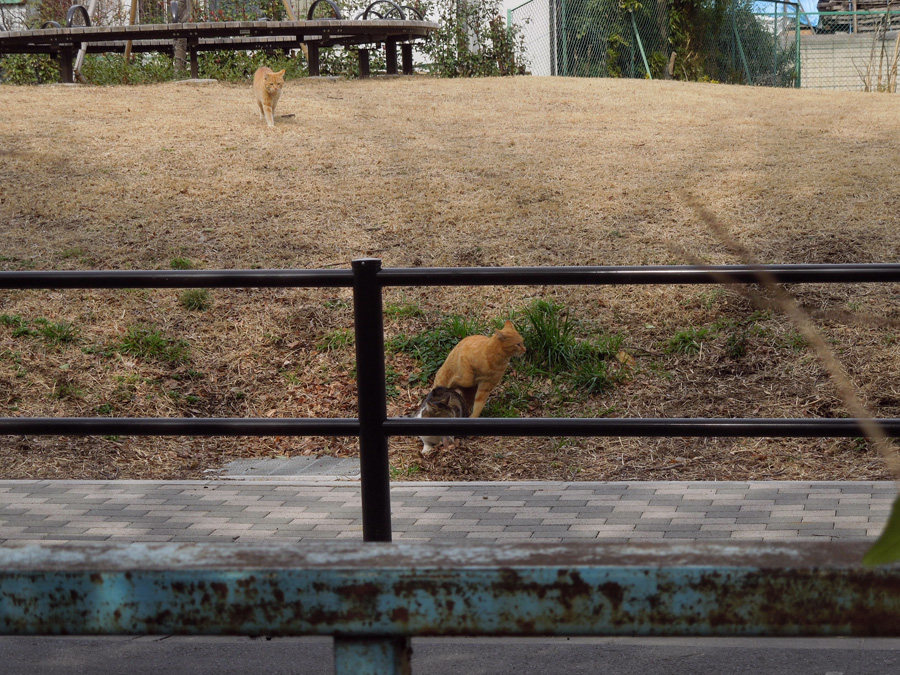 f:id:com:20120228123819j:image