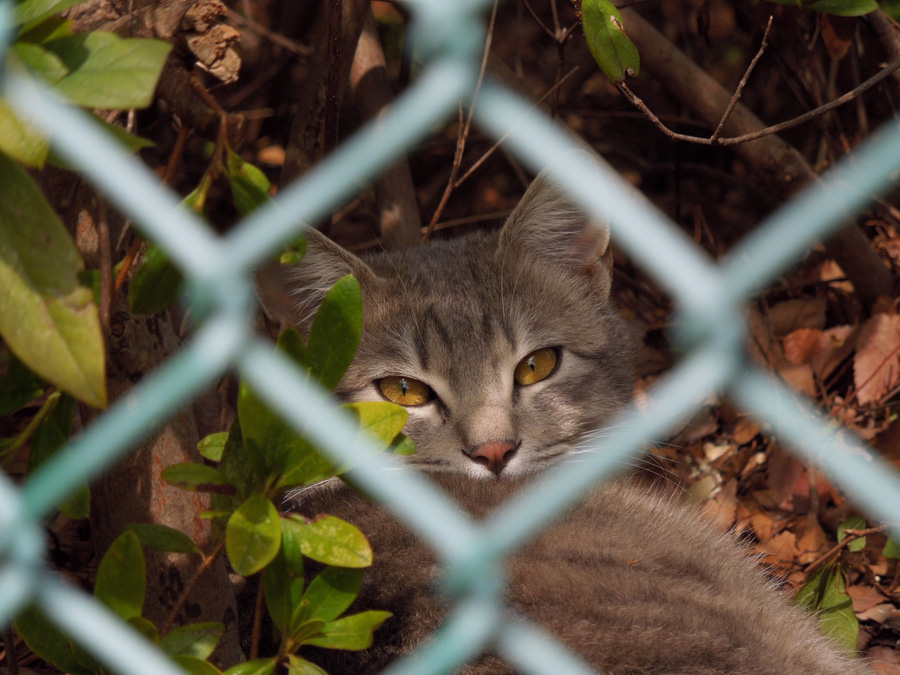 f:id:com:20120228125658j:image