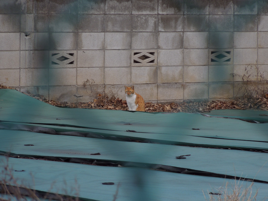 f:id:com:20120311141602j:image