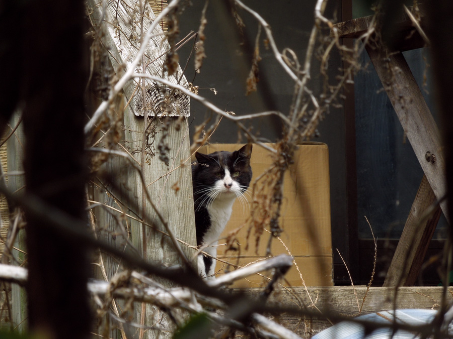 f:id:com:20120322124236j:image