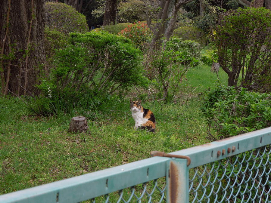 f:id:com:20120419122822j:image