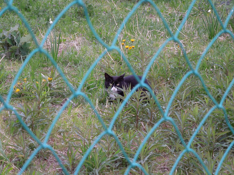 f:id:com:20120419173351j:image
