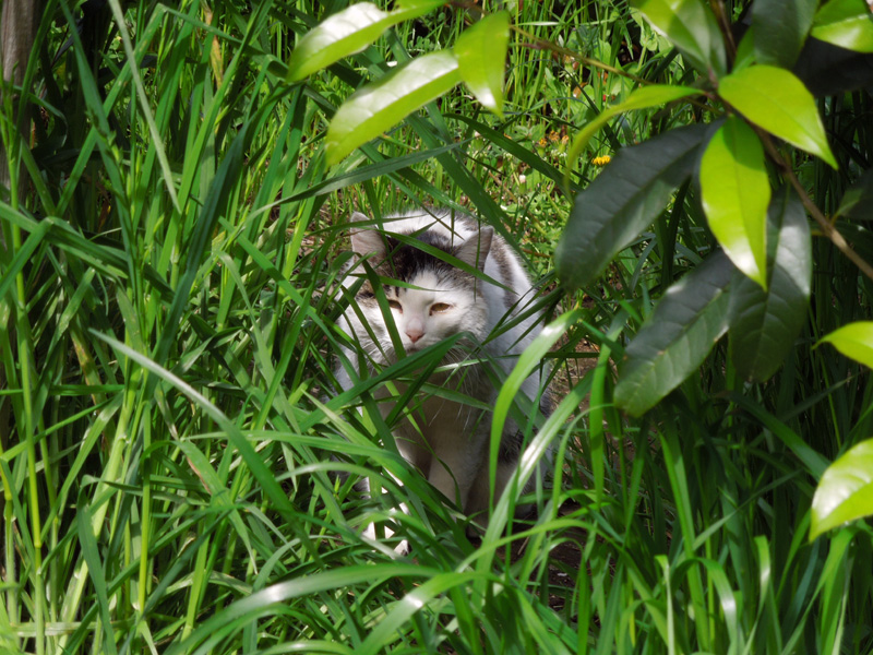 f:id:com:20120429143414j:image