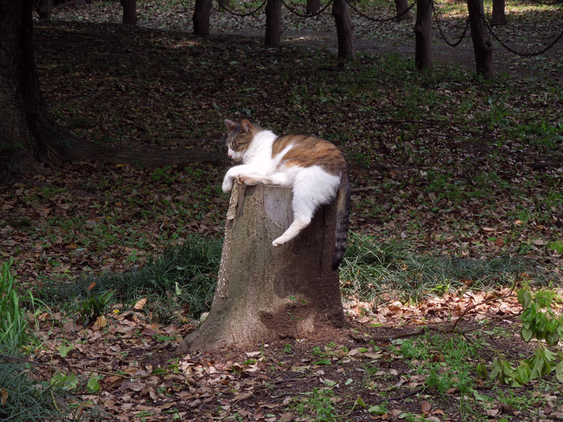 f:id:com:20120508123357j:image