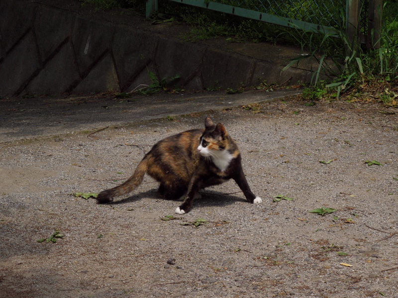 f:id:com:20120508130332j:image