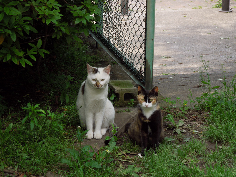 f:id:com:20120508130352j:image