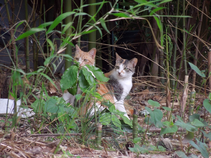 f:id:com:20120514130055j:image