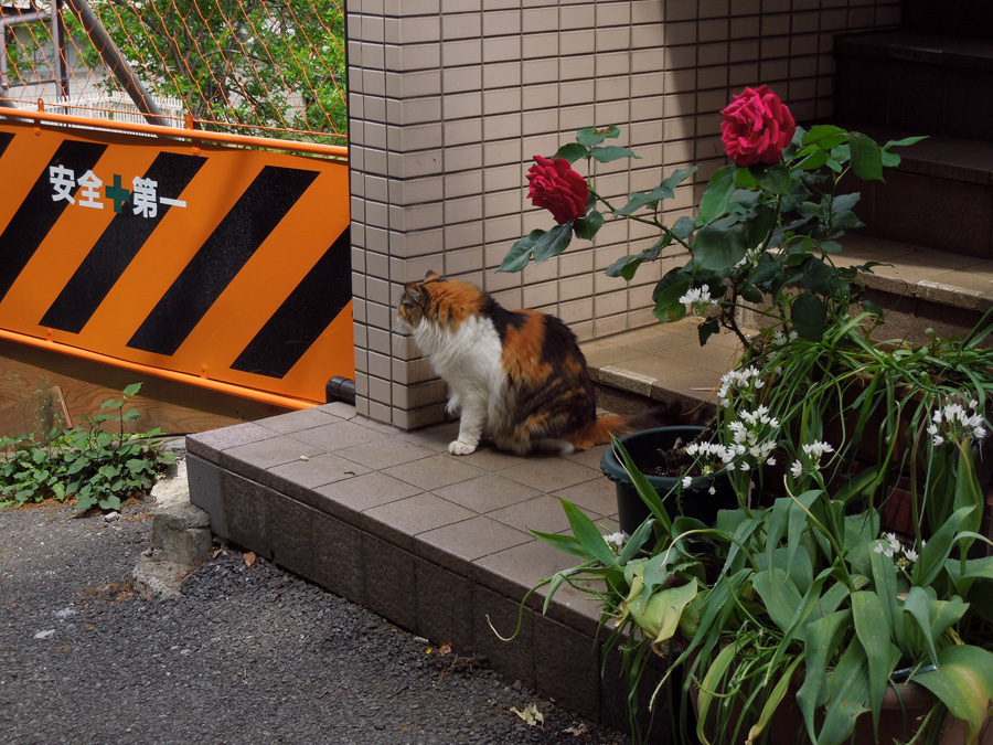 f:id:com:20120517130056j:image