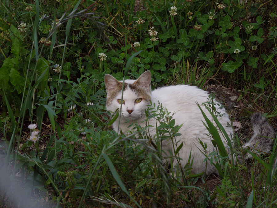 f:id:com:20120517171828j:image