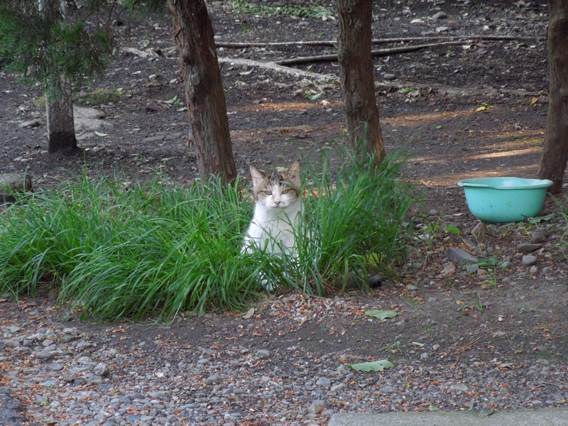 f:id:com:20120518163154j:image