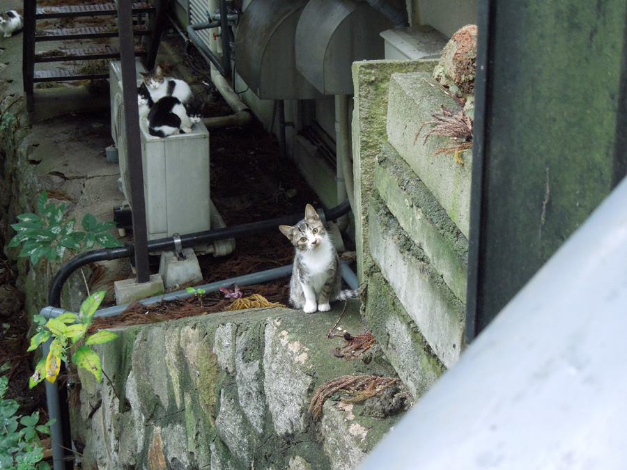 f:id:com:20121018112420j:image