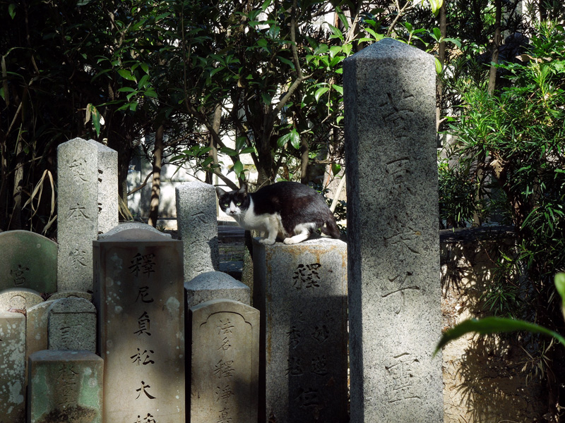f:id:com:20121020110933j:image