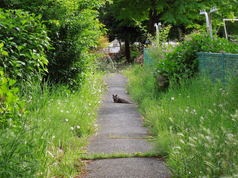 f:id:com:20130502155935j:image