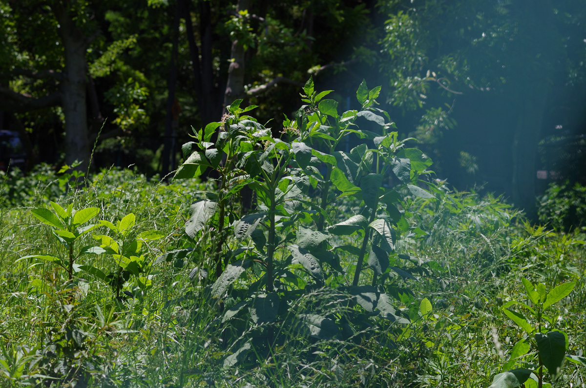 f:id:com:20130531121213j:image