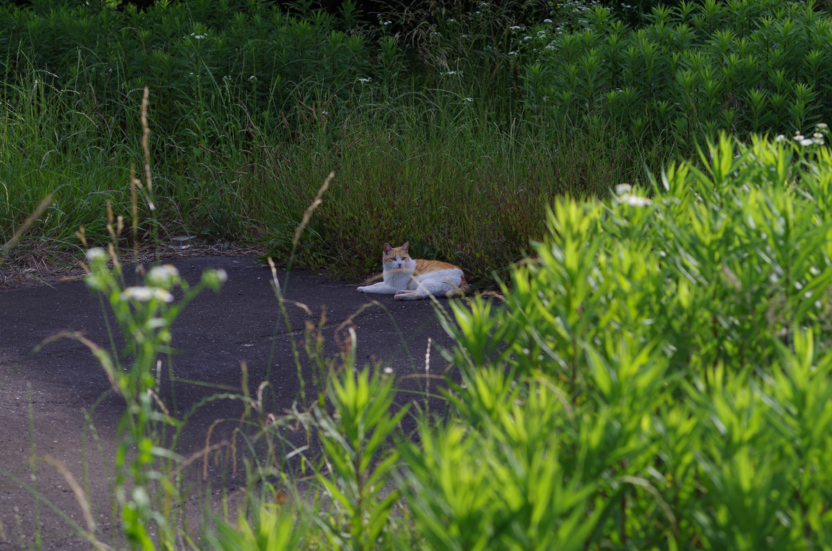 f:id:com:20130531155222j:image