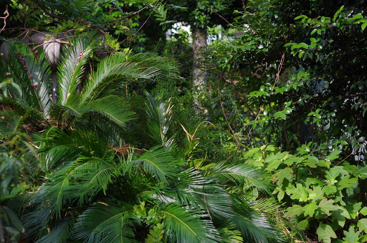 f:id:com:20130531161305j:image