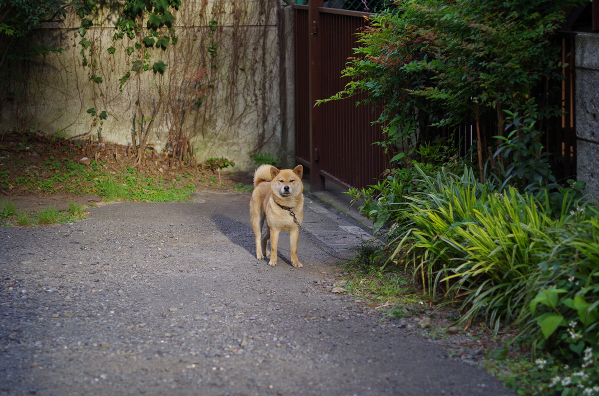 f:id:com:20130531171848j:image