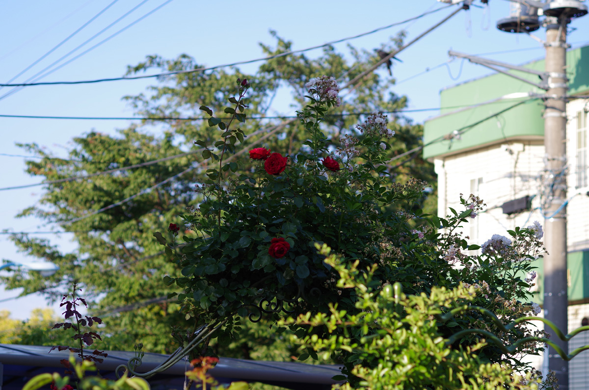 f:id:com:20130603172705j:image