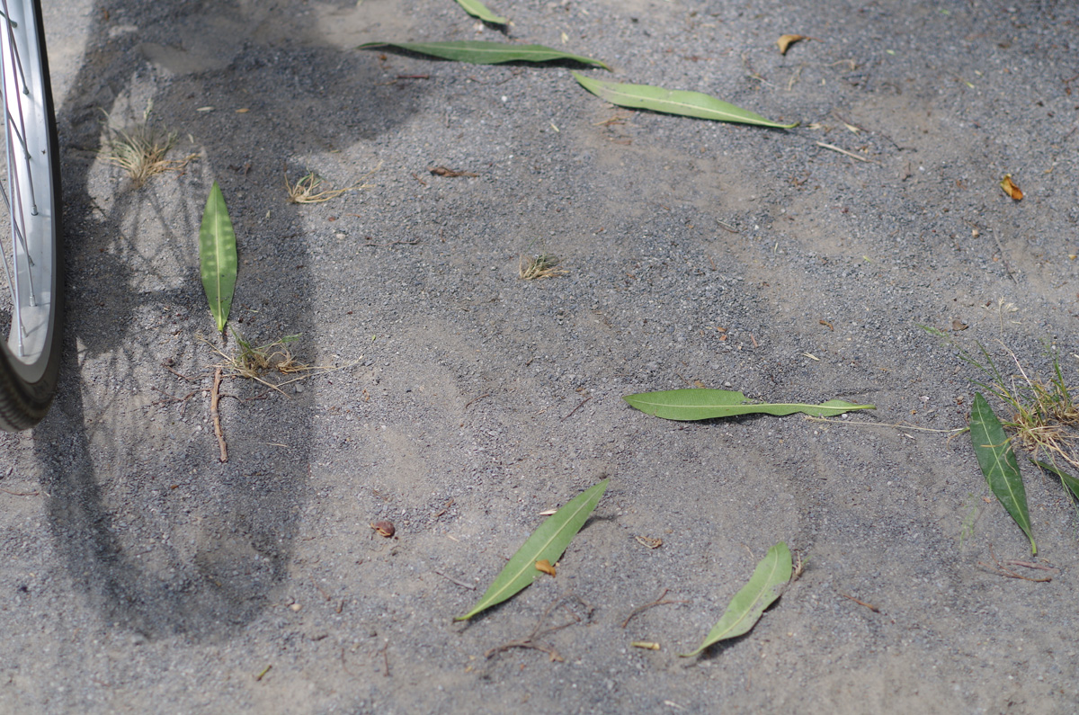 f:id:com:20130607122631j:image