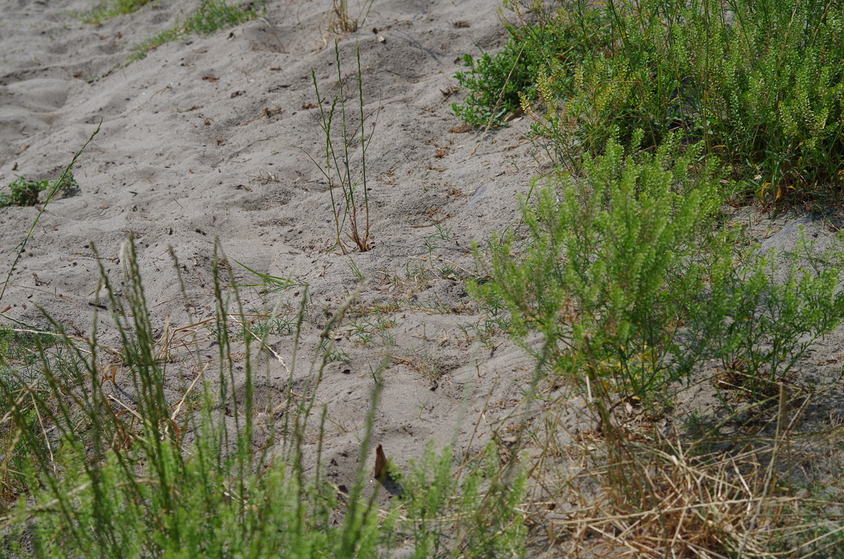 f:id:com:20130608143326j:image