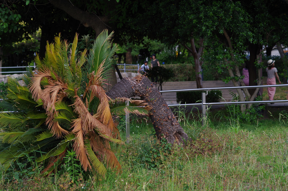 f:id:com:20130608160609j:image