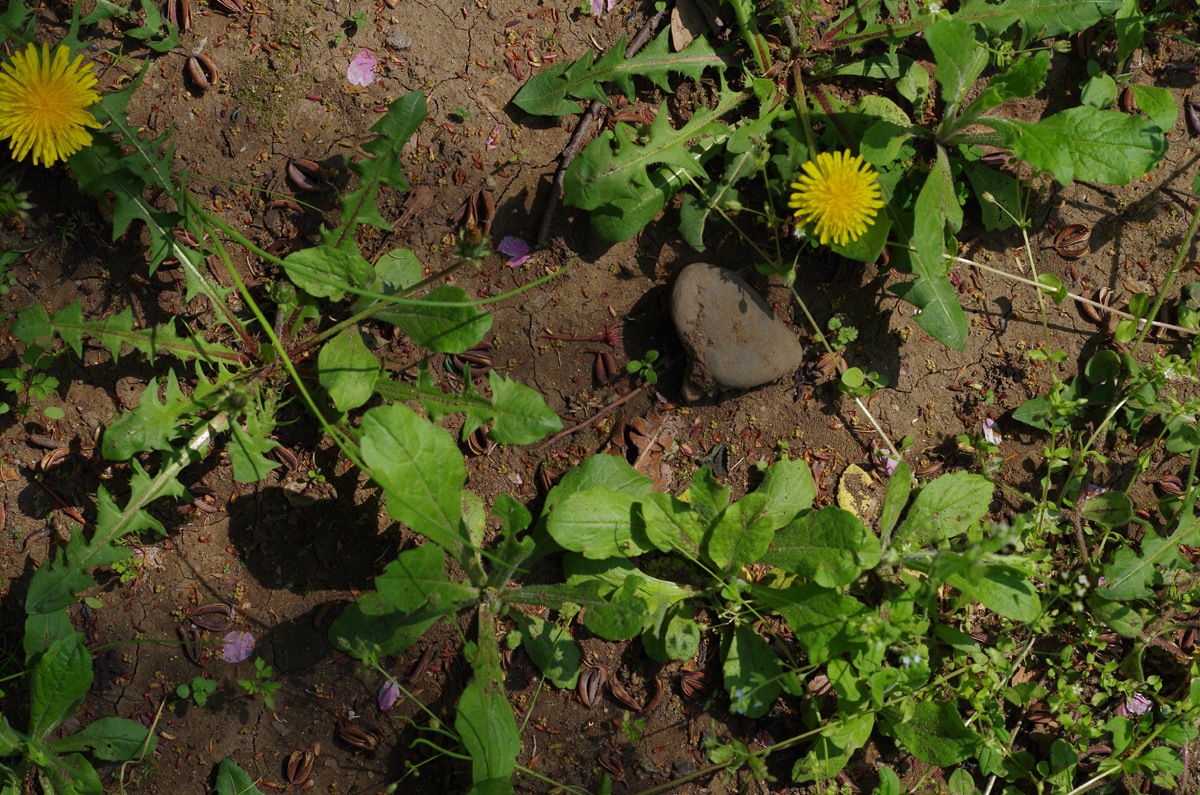 f:id:com:20140417130101j:image