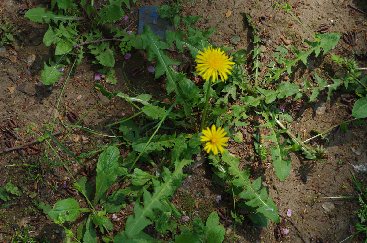 f:id:com:20140417130120j:image