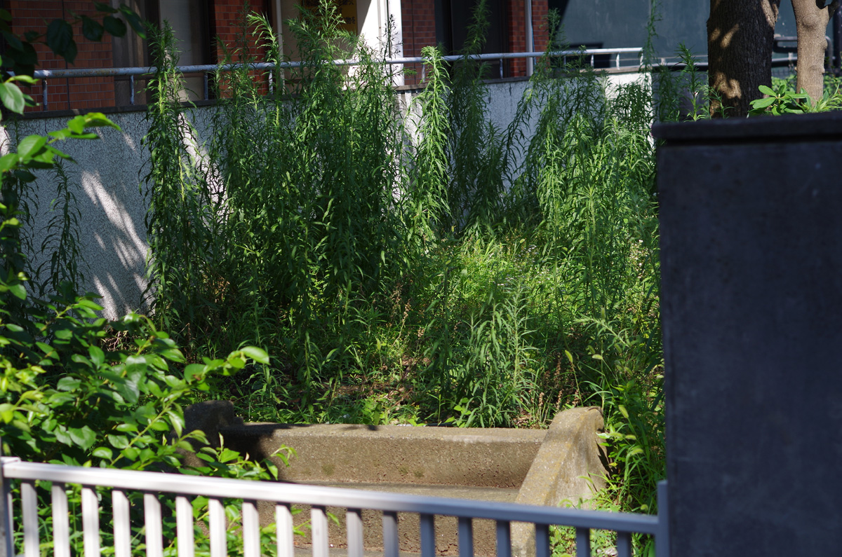 f:id:com:20140726151041j:image