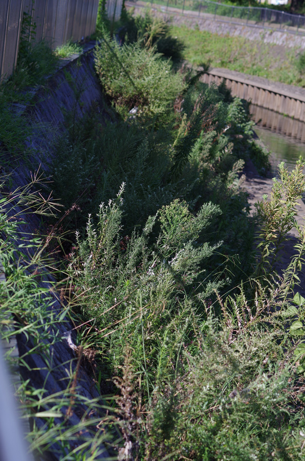 f:id:com:20140815151702j:image