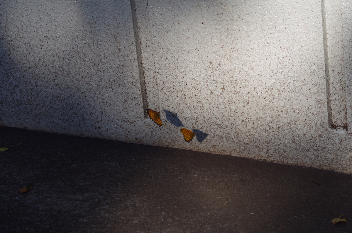 f:id:com:20141003150354j:image