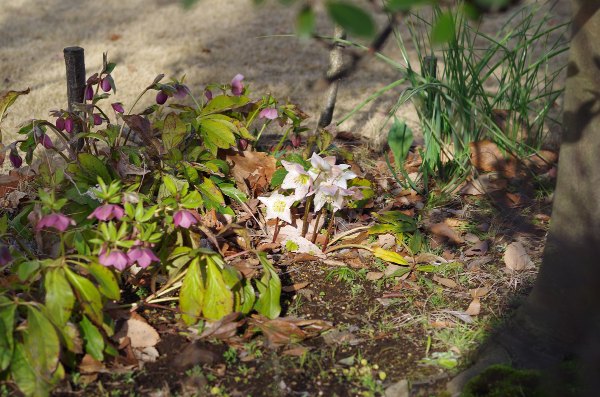 f:id:com:20150304154024j:image