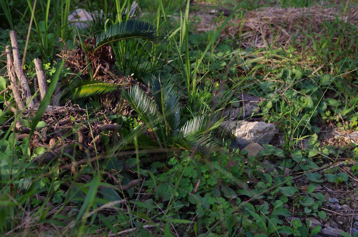 f:id:com:20150928154354j:image