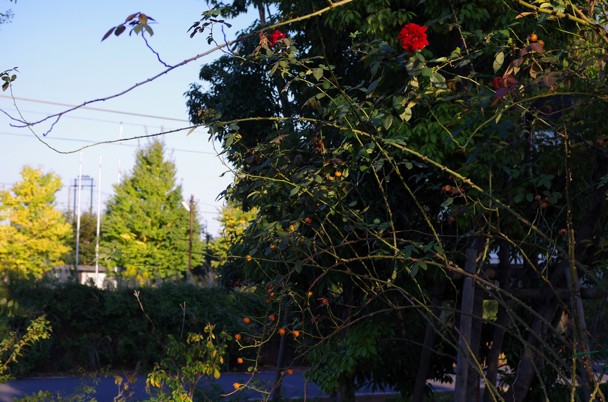f:id:com:20151012160233j:image