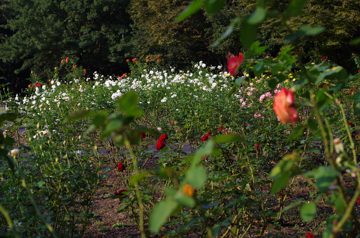 f:id:com:20151020151028j:image
